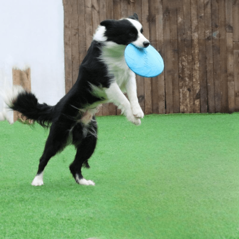 Frisbee Chien - FlyingDiscToys™ - Bleu - Paradis pour chien