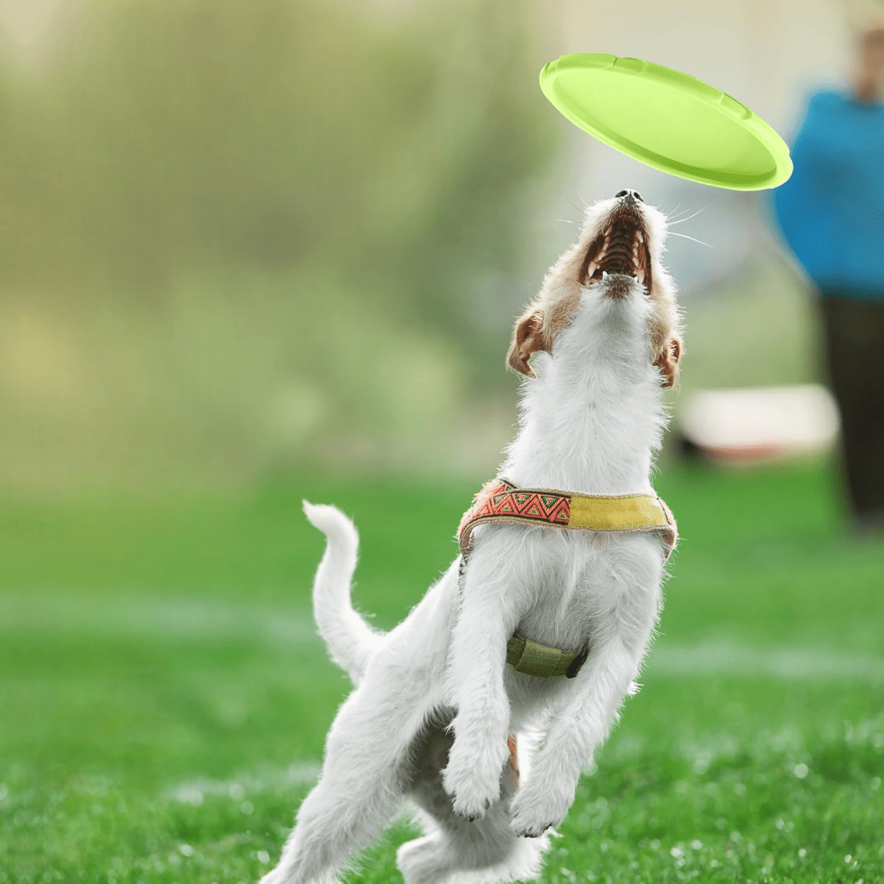 Frisbee Chien - FlyingDiscToys™ - Vert - Paradis pour chien