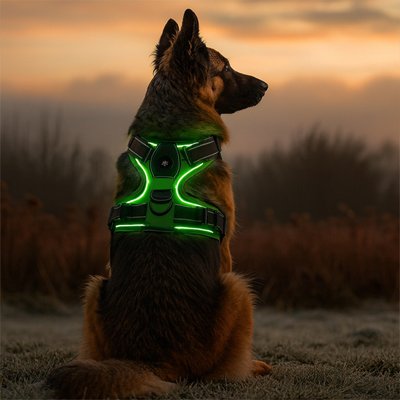 harnais chien lumineux couleur vert